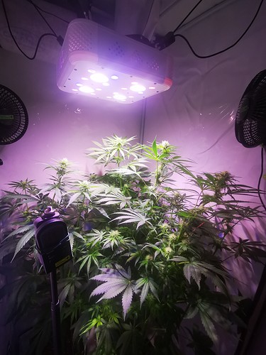 Growreport Bild 2