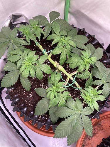 Growreport Bild 2
