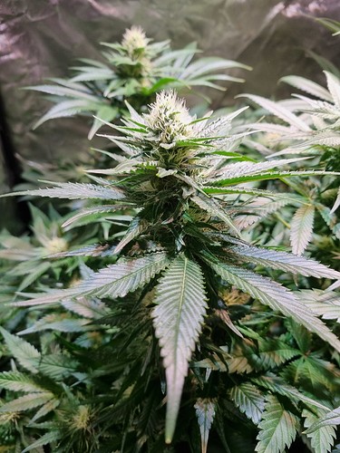 Growreport Bild 48