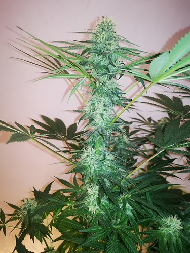 Growreport Bild 6