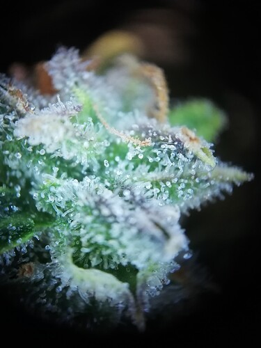 GG#1_240112-8