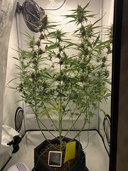 Growreport Bild 12