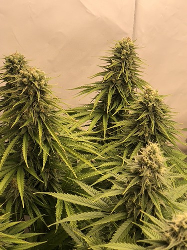 Growreport Bild 3
