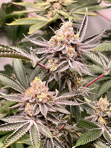 Growreport Bild 3