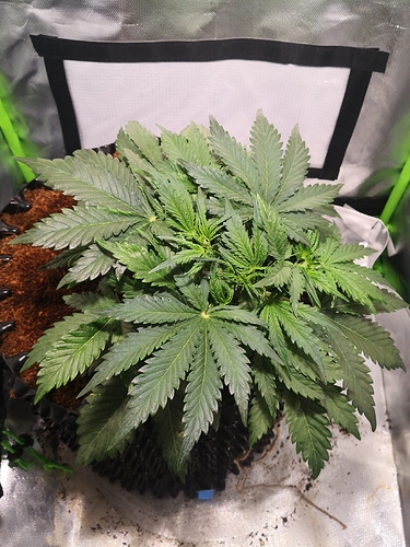 Growreport Bild 9