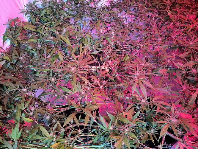 Growreport Bild 4