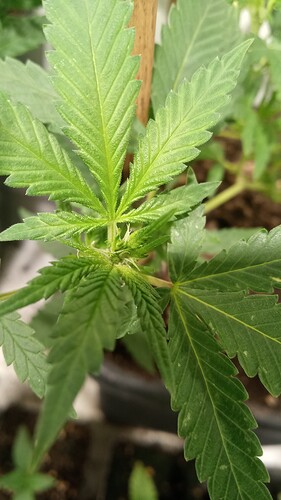 Growreport Bild 37