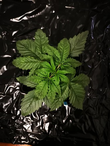 Growreport Bild 14