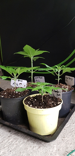 Growreport Bild 20