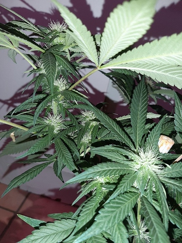 Growreport Bild 12