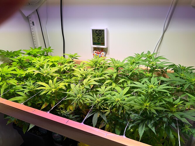 Growreport Bild 3