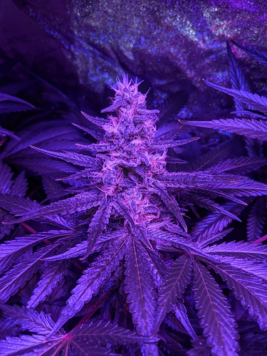 Growreport Bild 3
