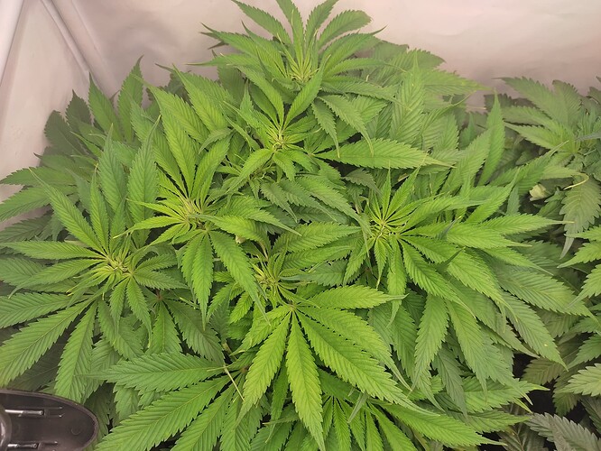 Growreport Bild 22