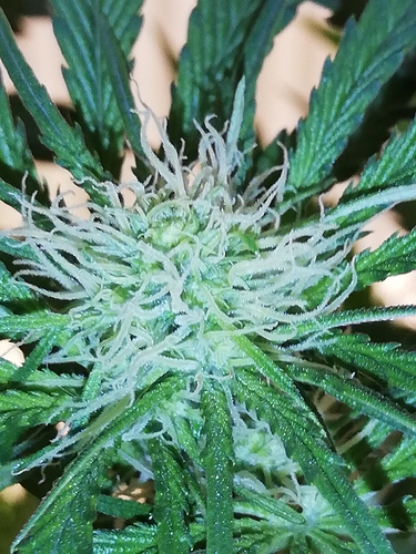 Growreport Bild 1