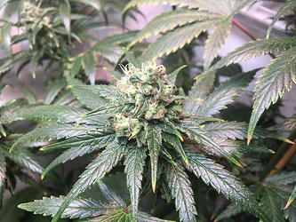 Growreport Bild 6
