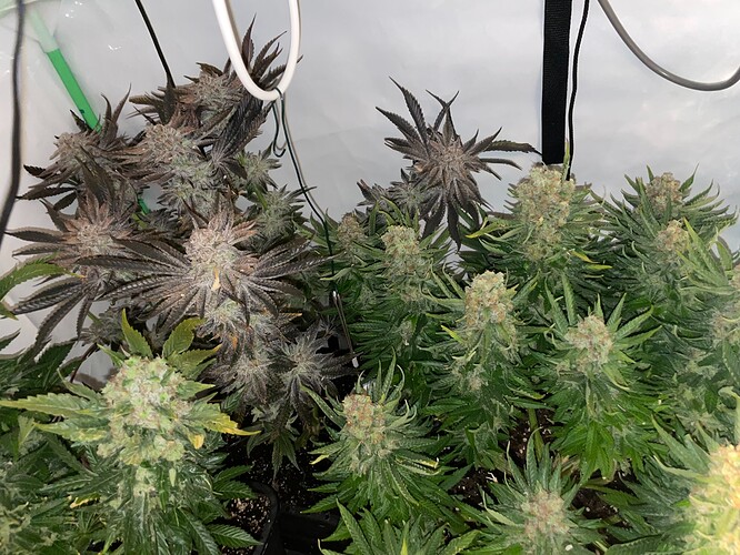 Growreport Bild 9