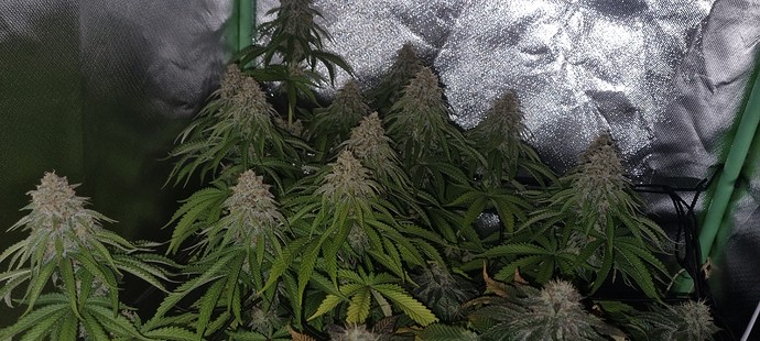 Growreport Bild 4