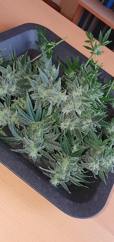 Growreport Bild 5