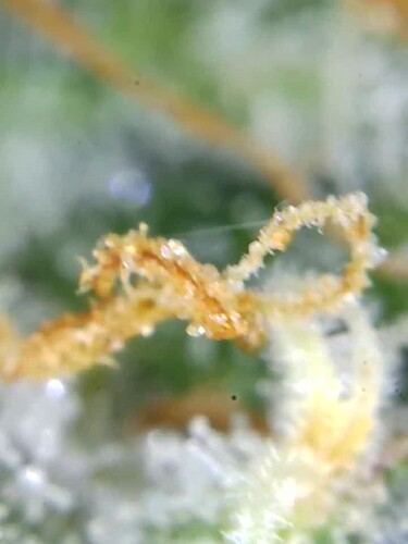 Growreport Bild 4