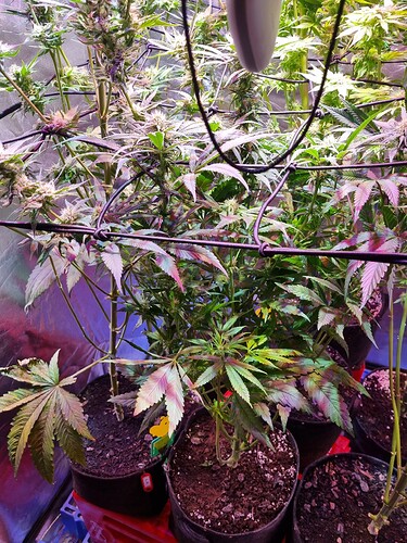 Growreport Bild 28