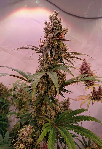 Growreport Bild 2