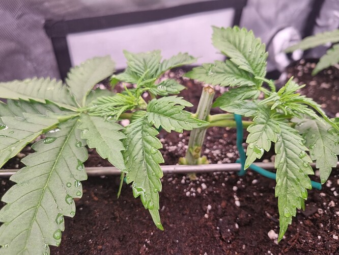 Growreport Bild 18