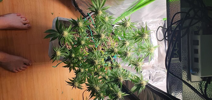 Growreport Bild 3