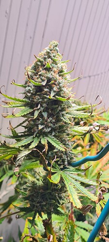 Growreport Bild 15