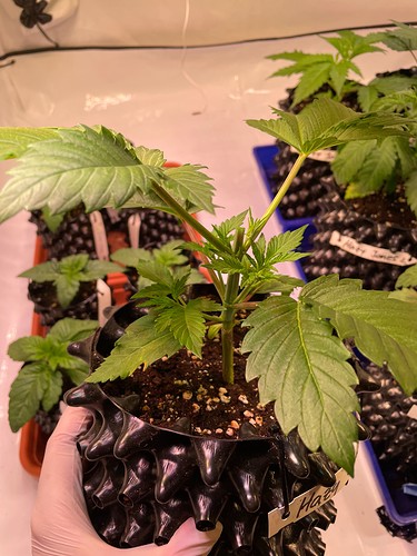 Growreport Bild 21