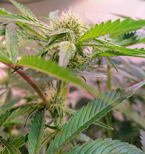 Growreport Bild 13