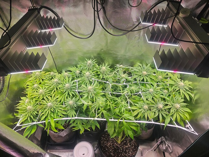 Growreport Bild 5