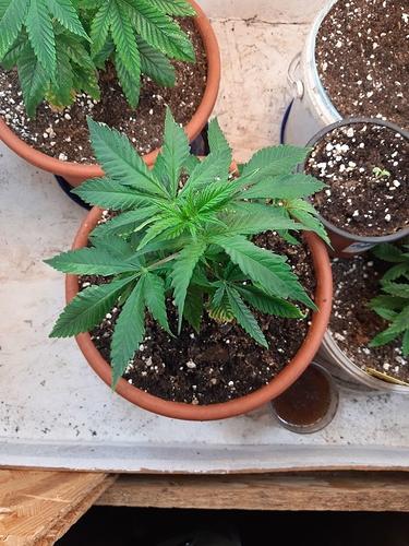 Growreport Bild 2
