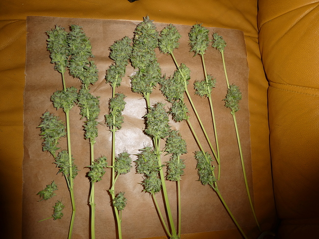 Growreport Bild 5