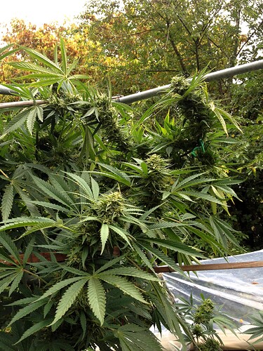 Growreport Bild 13