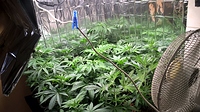 Growreport Bild 4