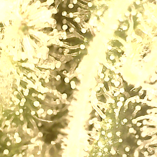 Growreport Bild 9