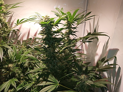 Growreport Bild 5