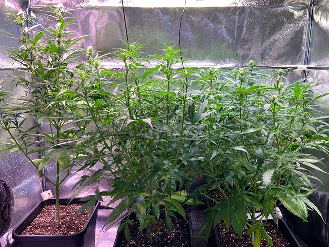Growreport Bild 9