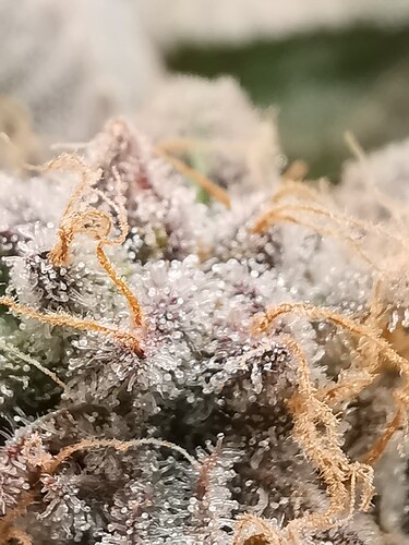 Growreport Bild 6