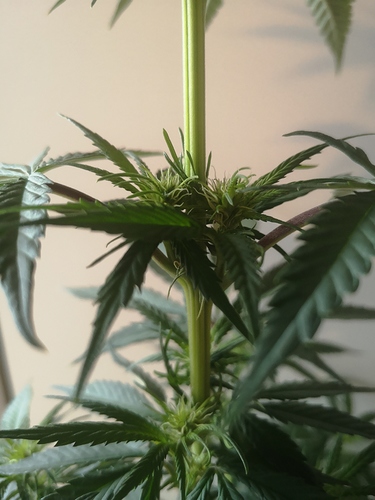 Growreport Bild 3