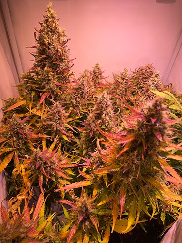 Growreport Bild 1
