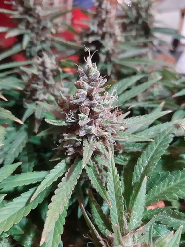 Growreport Bild 2