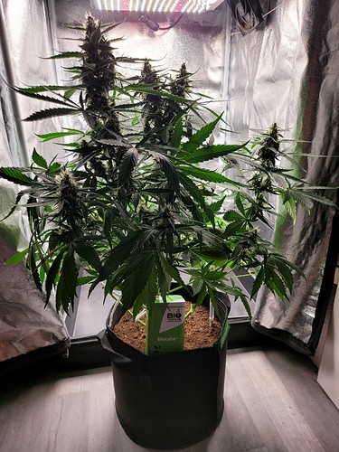 Growreport Bild 10