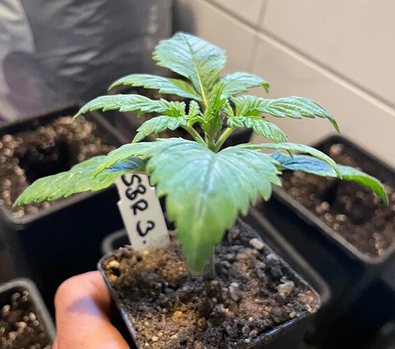Growreport Bild 5