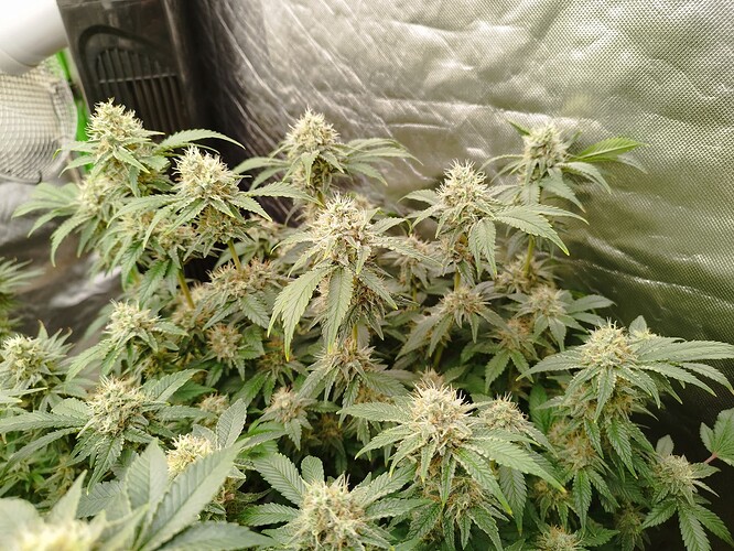 Growreport Bild 3