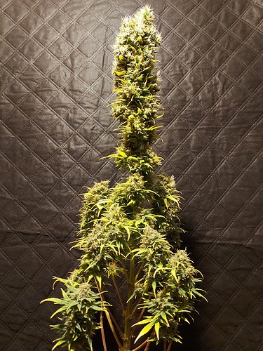Growreport Bild 13