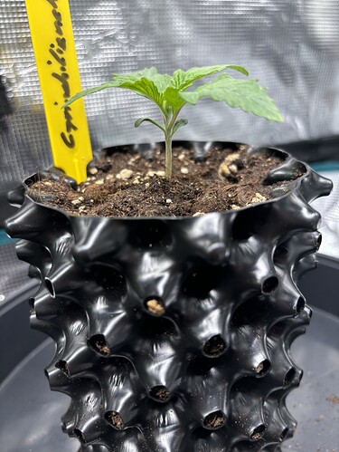 Growreport Bild 51