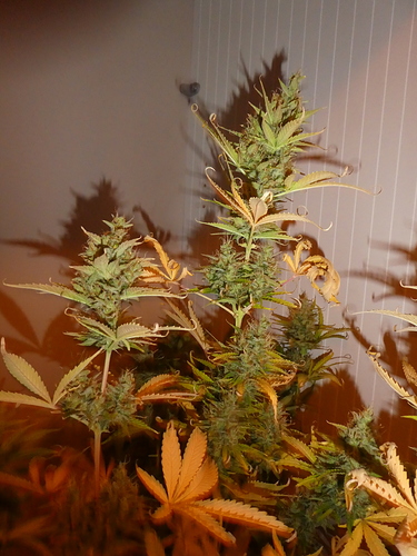 Growreport Bild 4