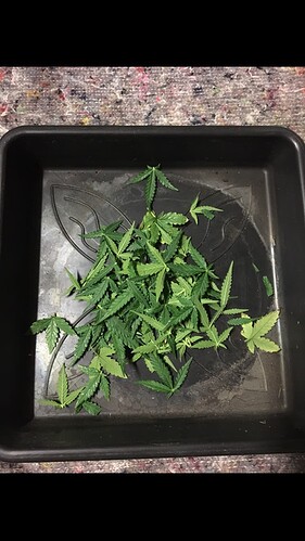 Growreport Bild 7