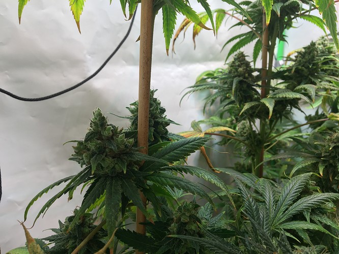 Growreport Bild 14